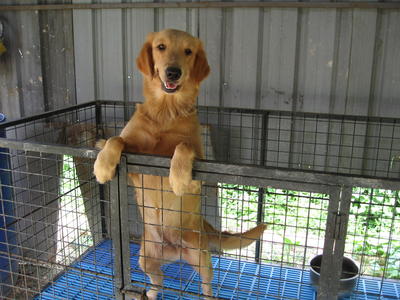 Golden Retriever - Female - Golden Retriever Dog