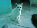 Arnab - Domestic Short Hair Cat