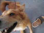 Mr Wong - Mixed Breed Dog