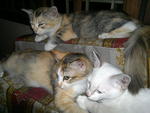 Cumi, Ciki, Coby &amp; Siblings - Domestic Medium Hair Cat