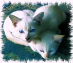 Cumi, Ciki, Coby &amp; Siblings - Domestic Medium Hair Cat