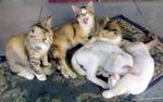 Cumi, Ciki, Coby &amp; Siblings - Domestic Medium Hair Cat