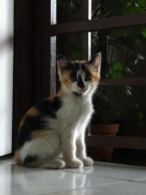 Spotty &amp; Blackie - Calico + Domestic Medium Hair Cat