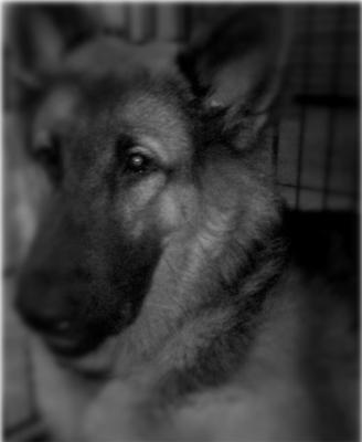 Raam - German Shepherd Dog Dog