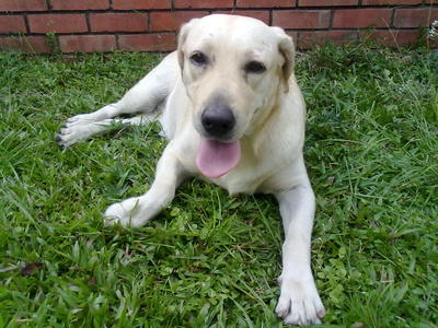 Girl - Labrador Retriever Dog