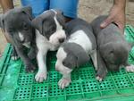 American Bully Pure Breed - American Staffordshire Terrier Dog