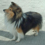 Quality Shetland Sheepdog Sheltie - Shetland Sheepdog Sheltie Dog