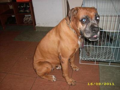 Found Boxer - Boxer Dog