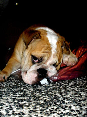 Hugo - English Bulldog Dog