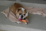 Hugo - English Bulldog Dog