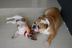 Hugo - English Bulldog Dog