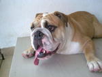 Hugo - English Bulldog Dog