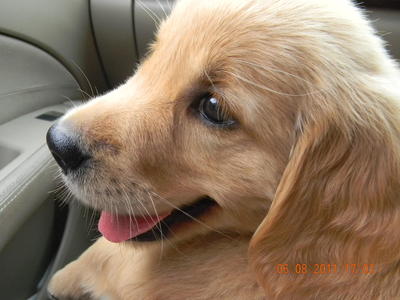 Goldens With Mka - Golden Retriever Dog