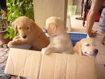 Goldens With Mka - Golden Retriever Dog