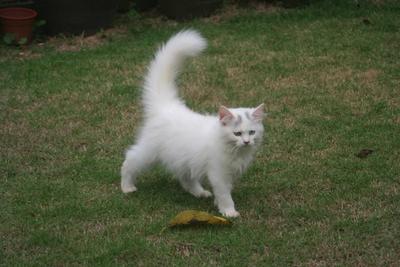 Persian Cat - Calico + Domestic Long Hair Cat