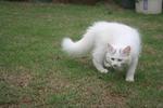 Persian Cat - Calico + Domestic Long Hair Cat