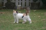 Persian Cat - Calico + Domestic Long Hair Cat