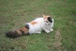 Persian Cat - Calico + Domestic Long Hair Cat