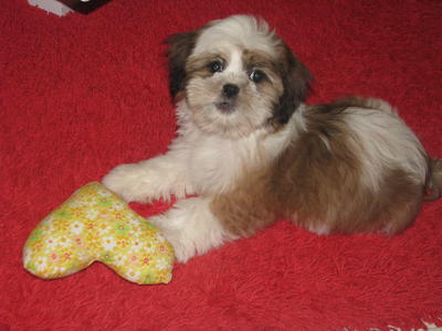 Lily - Shih Tzu Dog