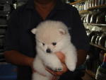 Creamy White Pom - Pomeranian Dog