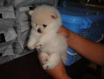 Creamy White Pom - Pomeranian Dog