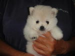 Creamy White Pom - Pomeranian Dog