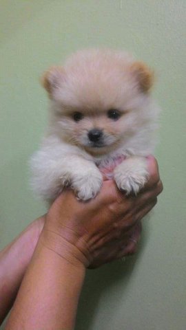 Creamy White Pom - Pomeranian Dog