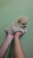 Creamy White Pom - Pomeranian Dog