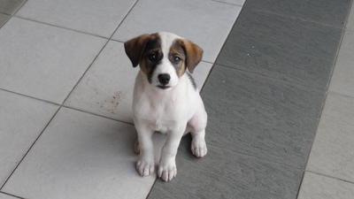 Balakong Jaya Puppy - Mixed Breed Dog