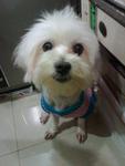 Glamour - Maltese Dog