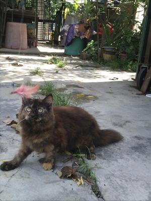 Lara - Persian + Maine Coon Cat