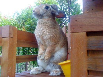 Flamish Giant - Flemish Giant Rabbit