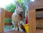 Flamish Giant - Flemish Giant Rabbit