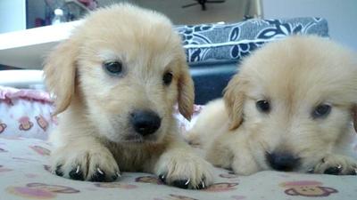 Golden Retriever    - Golden Retriever Dog