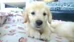 Golden Retriever    - Golden Retriever Dog