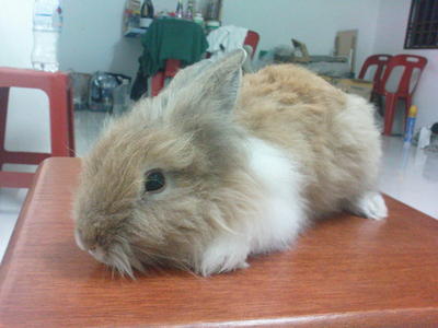 Two Teddy Bear Pure Breed For Sale - Angora Rabbit Rabbit