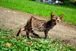 Nusantra Bengal Ramsey - Bengal Cat