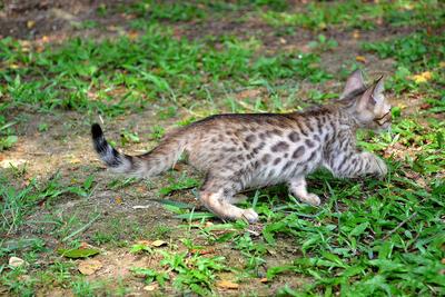 Nusantra Bengal Ramsey - Bengal Cat