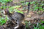 Nusantra Bengal Ramsey - Bengal Cat