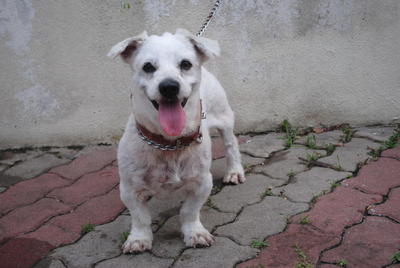 Maltese Or Shih Tzu Mix Pekingnese - Maltese + Shih Tzu Dog