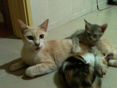 Kurus Dan Anak2nya - Domestic Medium Hair Cat