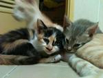 Kurus Dan Anak2nya - Domestic Medium Hair Cat