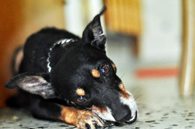 Sammy The Taiko - Miniature Pinscher Dog