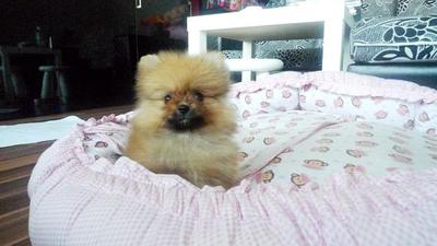 Pomeranian Tiny Size - Pomeranian Dog