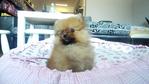 Pomeranian Tiny Size - Pomeranian Dog