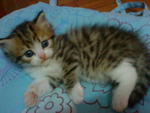 Cutie_4 (Sold) - Persian + Tabby Cat