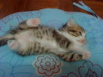 Cutie_4 (Sold) - Persian + Tabby Cat