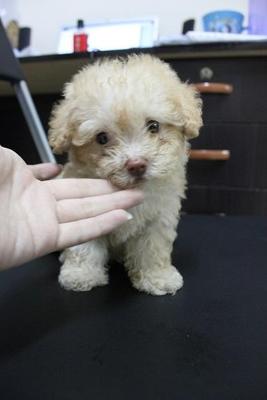 Teacup Poodle - Poodle Dog