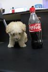 Teacup Poodle - Poodle Dog