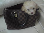 Teacup Poodle - Poodle Dog